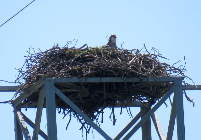 That's the nest - if you drive on Parham Road, you can't miss it. 