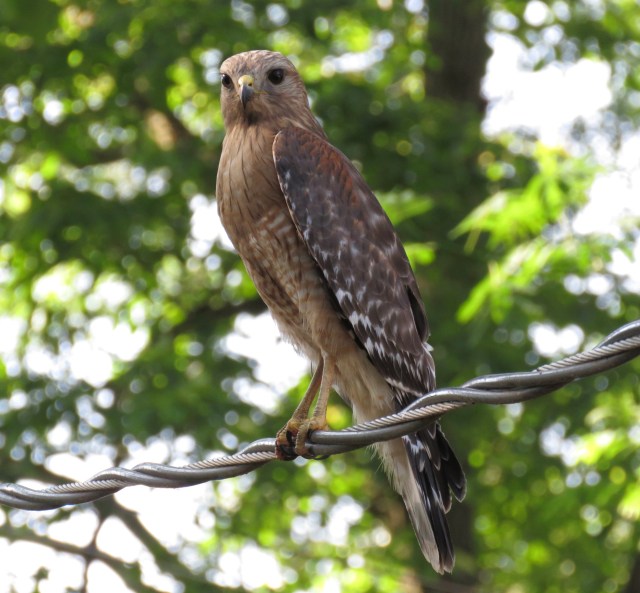 It still amazes me this wild animal stopped in my tame backyard and posed long enough for me to take this picture. 