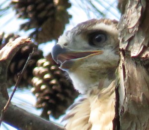 They mature so fast. It looks less "silly" each time I return.