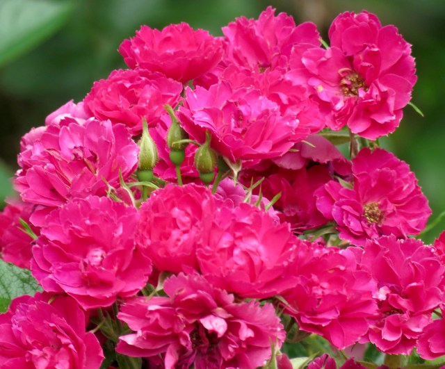 Roses today before the rain