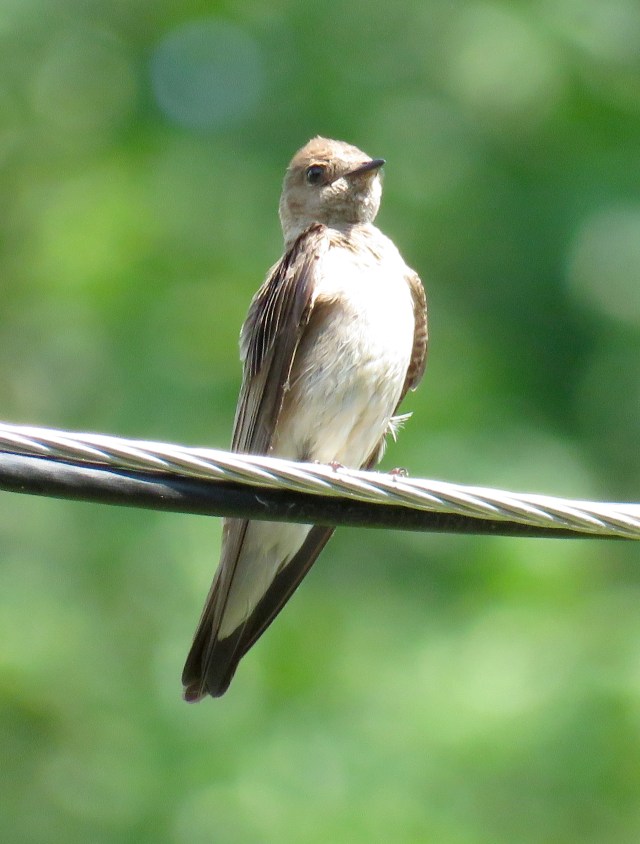 This one looks like a swallow