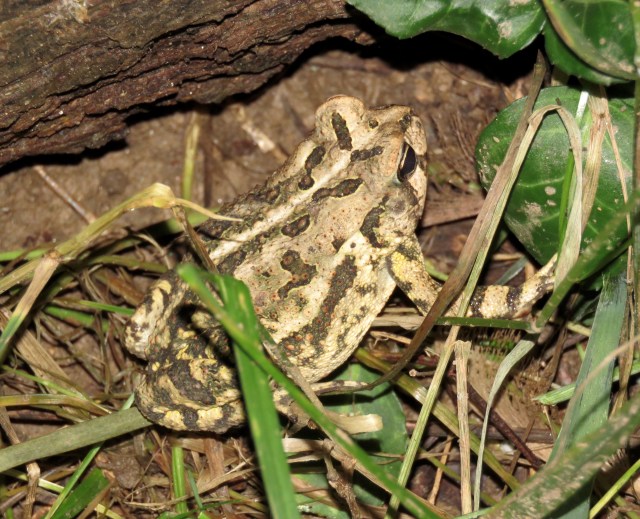 American toad? Possibly? 