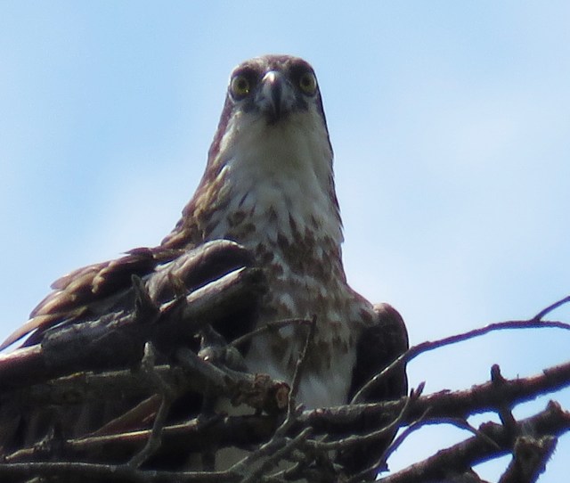 They just stare at you. Don't they? Robins never look like this. 