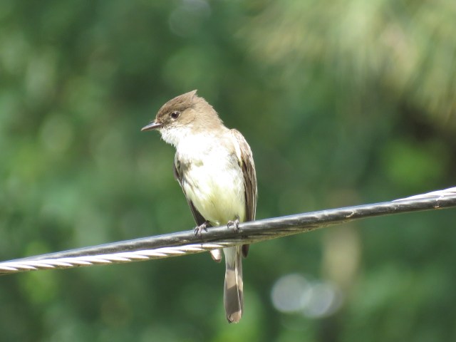 Currently unidentified swallow - your help will be appreciated! 