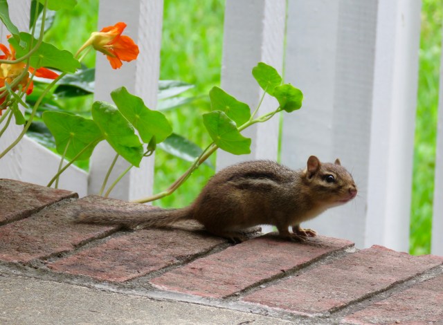 I don't think chipmunks feel cheerful any more than ospreys feel approval. But this chipmunk looks kind of satisfied. 