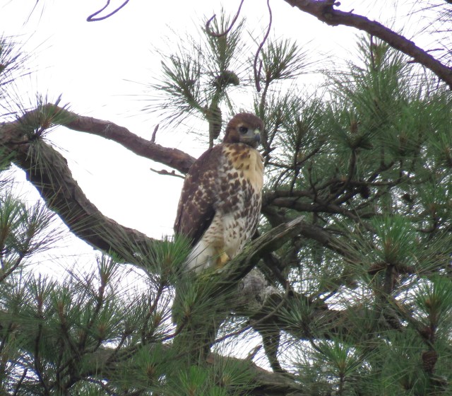 Is it just me? Compare this with that osprey a few pictures back. That bird is not lacking confidence. This one, hard to say. 