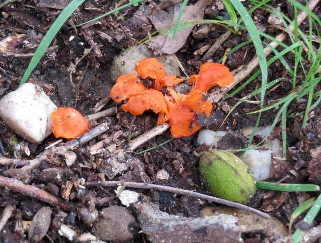 I'm always surprised how bright these fungi get without benefit of photosynthesis. 