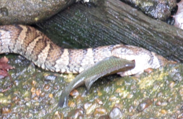 A little bit of the Circle of Life 