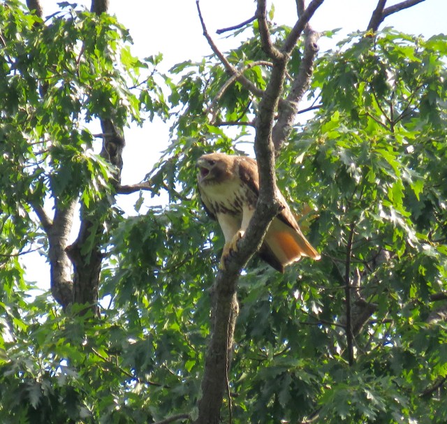 Adult Red-tailed hawk at Bryan Park this week