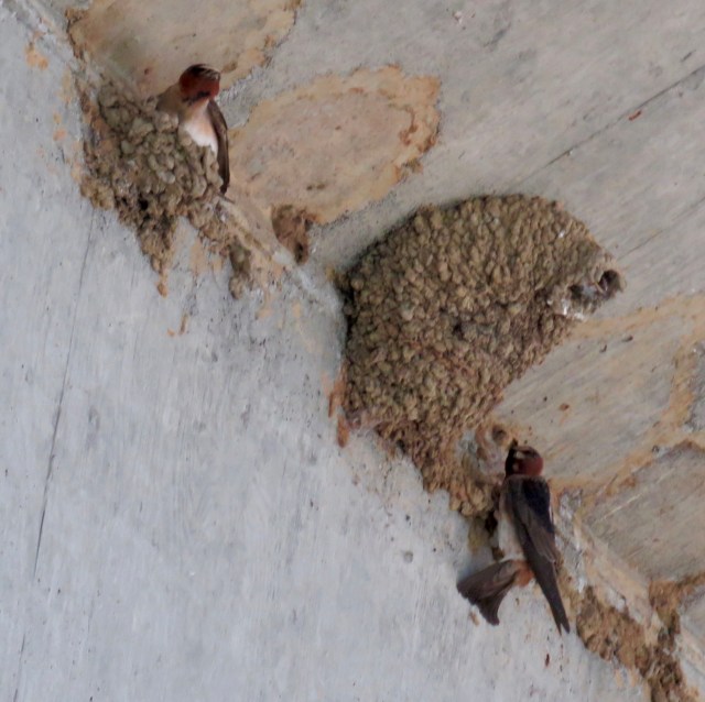Subset of a Cliff Swallow colony