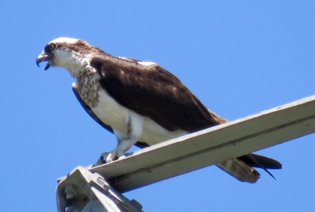 Not panting - calling. 