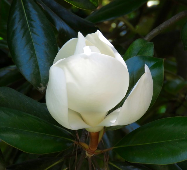 Magnolia next to our driveway