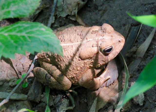 Fowler's Toad relaxing by the riverside. 