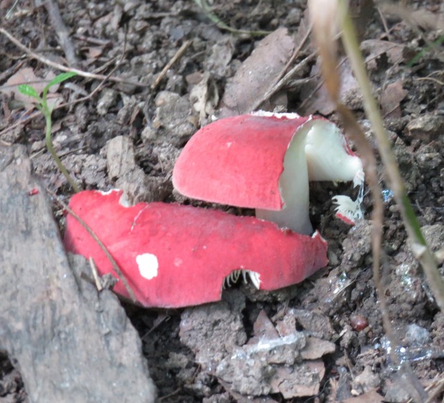 Toadstool. Mighty fine looking toadstool too. 