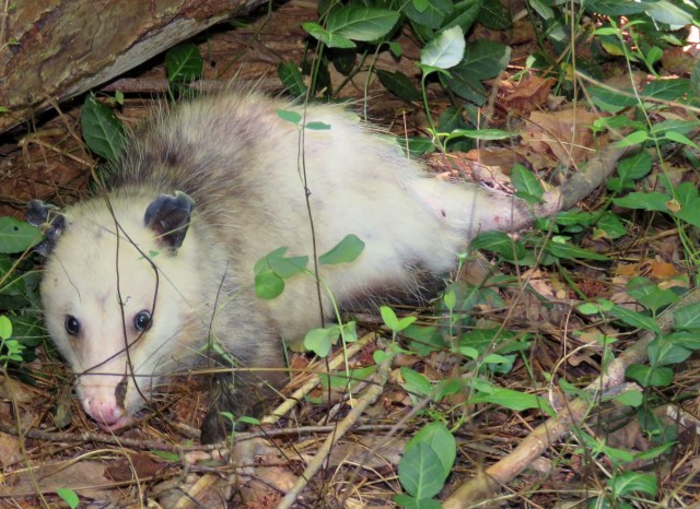 Opossum trying to beat the heat at Pony Pasture early this afternoon. 