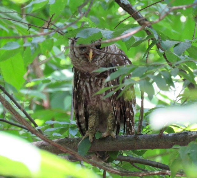 The second owl, also panting. Neat looking feet too. 
