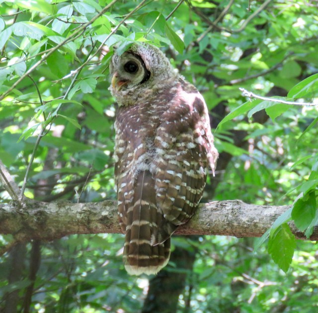 See it panting? Everything was panting. It's incredible. 