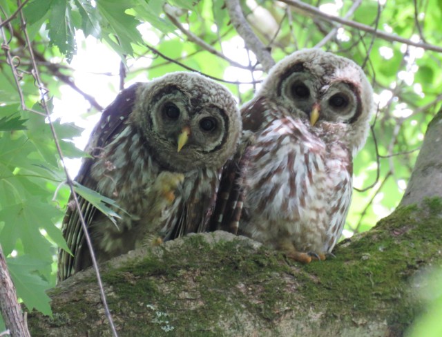 Pair of adolescent Barred Owls (Strix varia).