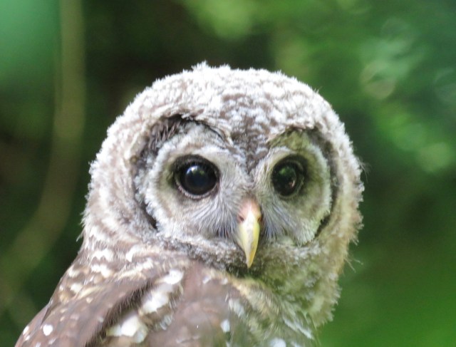Barred owls are very, very cooperative photography subjects