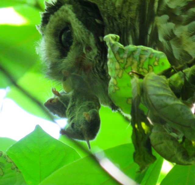 Young Barred Owl turning a vole into something new