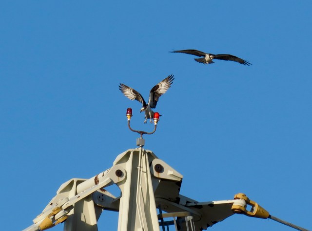 Two ospreys landing on a crane in West Point, VA.