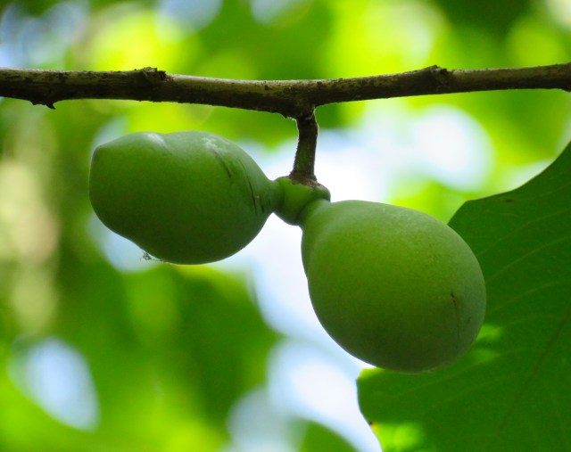Pony Pasture Pawpaws