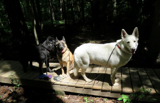 Mackey (black, on left), Turner (brown, in middle), Yuki (white, on right) in Wetlands at Pony Pasture this morning.