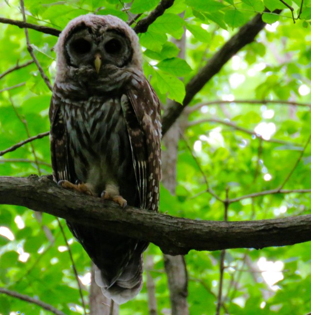 Adolescent Barred Owl, under the canopy at Pony Pasture