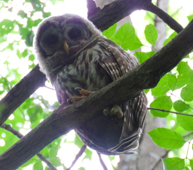 Aren't they incredible? I never get tired of this. 