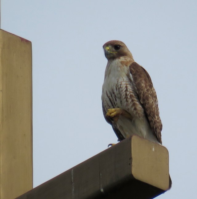 There are always hawks sitting on top of churches! 
