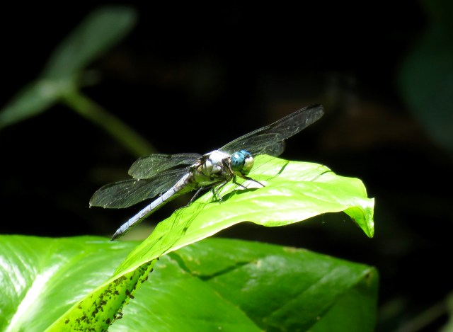 Blue Dasher (I think) 