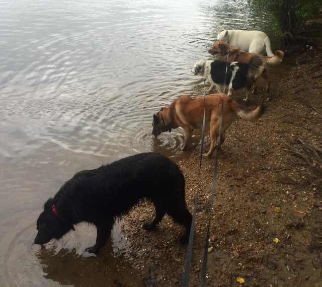 Mackey, Turner, Luna, Lola, Yuki