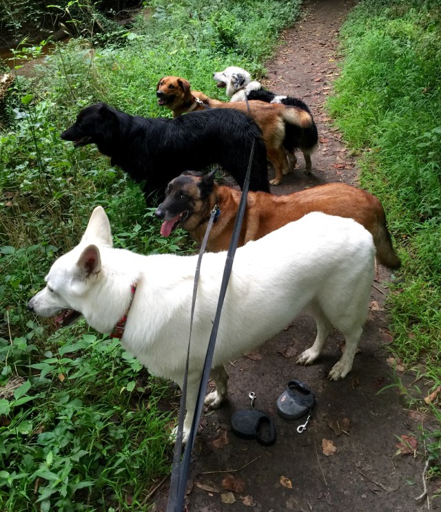 Yuki in front, then Turner, Mackey, Lola and Luna. The first three are males, the other two are females. 
