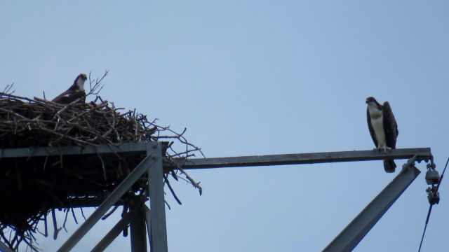 An osprey parent (right) and a young osprey (on the nest) 
