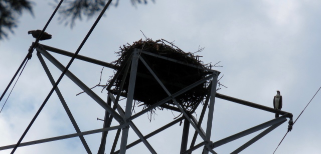Ospreys left, right, and in middle (hidden by nest) 