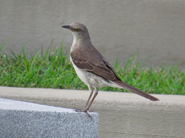A French speaker might say a mockingbird has a certain "je ne sais quoi" 