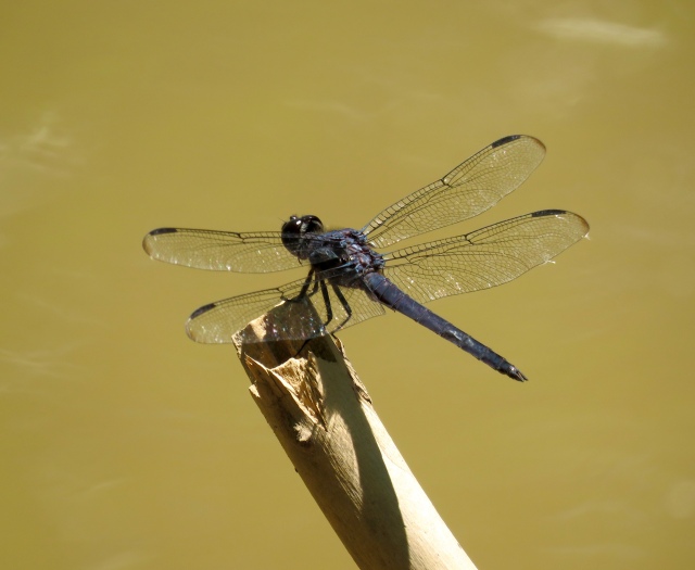 Every dragonfly is gorgeous. 