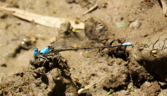 Possibly a Blue-fronted Dancer 