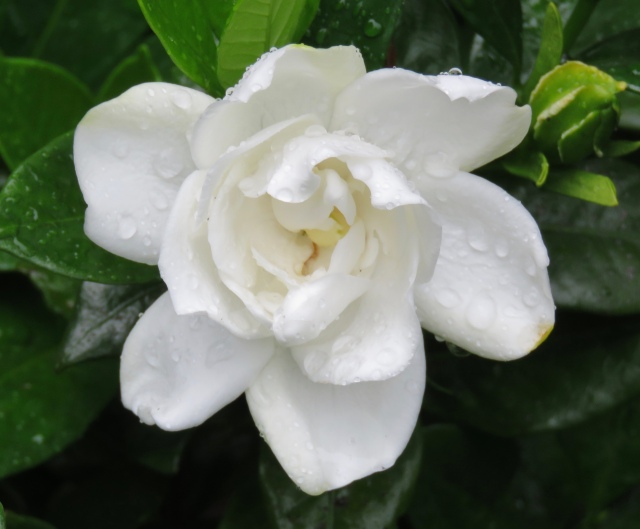 There is not a plant in this world as fragrant as a gardenia