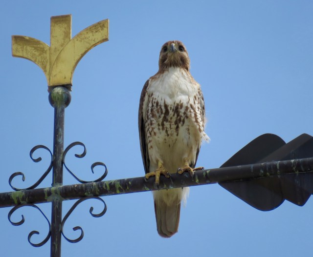 Red-tail on a weathervane