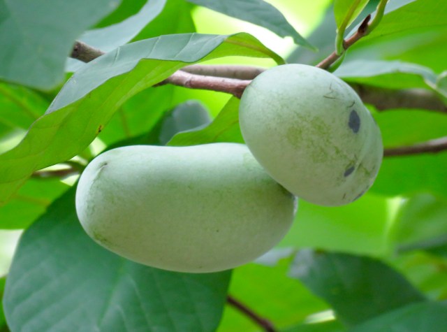 Immature pawpaw fruit. 