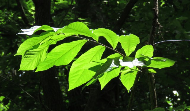 Somebody forgot to turn the light switch off. 