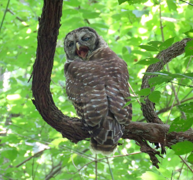 Barred Owl (Strix varia) yawns in the afternoon heat at Pony Pasture