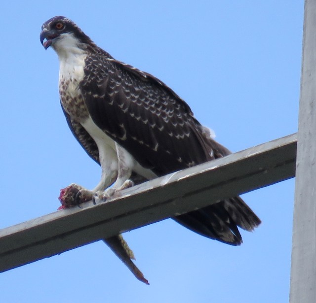 Osprey with a mid-day meal