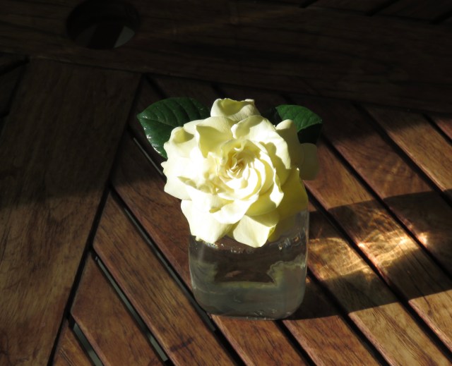 I think every flower secretly wishes it was a gardenia. They are simply without parallel.