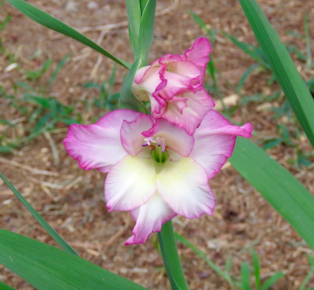 The background is unspectacular but that gladiola is breathtaking