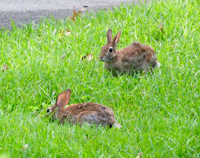 Young cottontail rabbits munching on the fresh grass in the morning