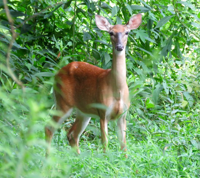 Peaceful gaze from a Whitetail Deer at Pony Pasture 