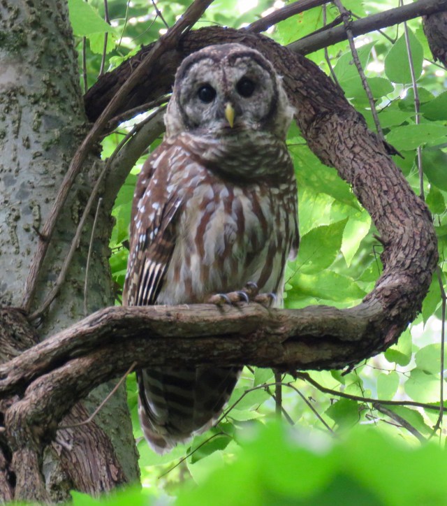 Yet another handsome owl at Pony Pasture