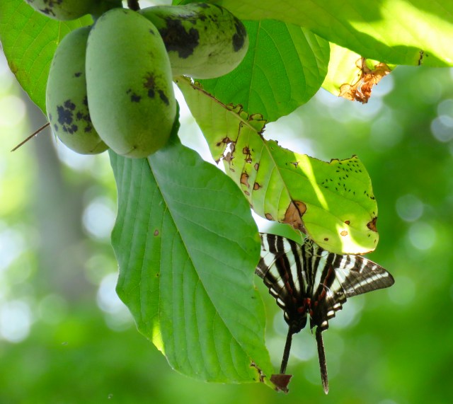 Symbiosis - a Zebra Swallowtail on its host plant, a Pawpaw